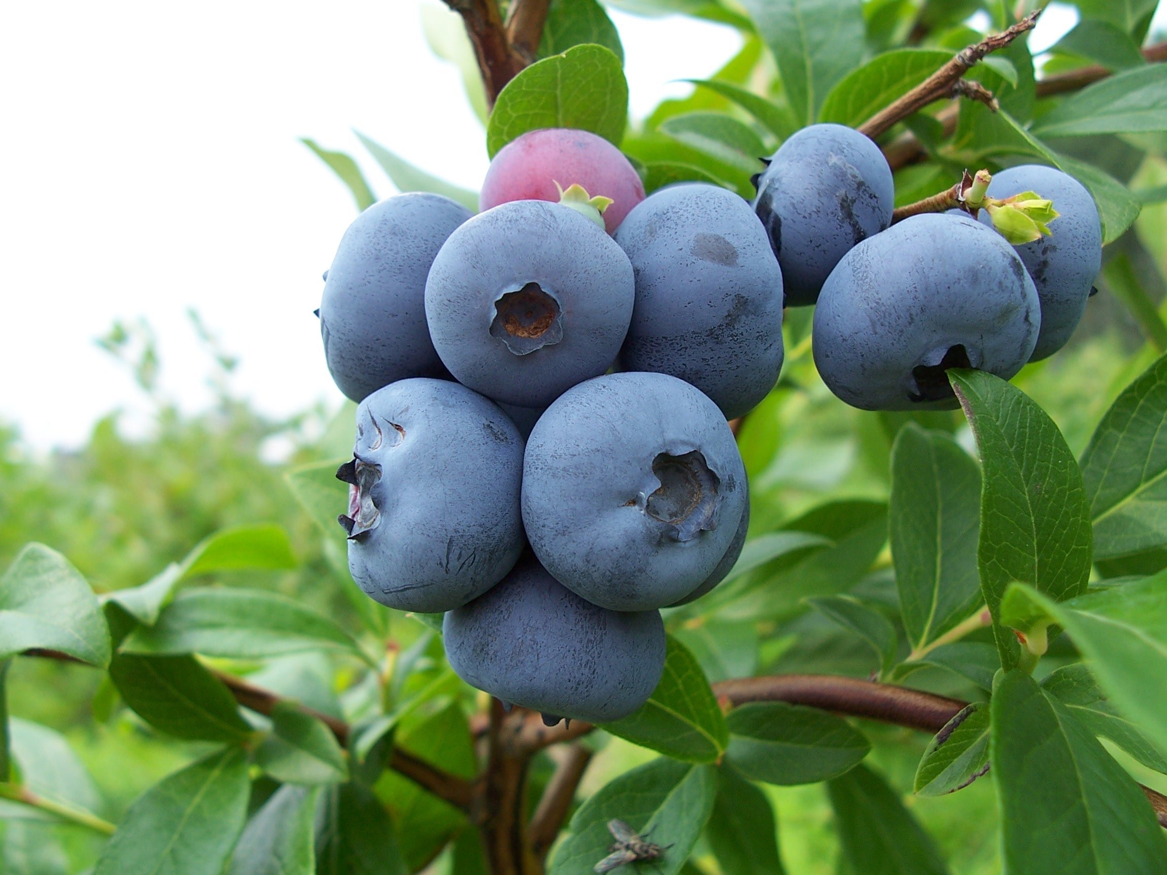 Leaves + Berries in Navy Blue, Teal & Tangerine Leggings for Sale by  micklyn